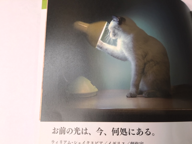 ダイソー 猫好きの方は必見 癒されながら人生の大切さを教えてもらおう Babydot ベイビードット