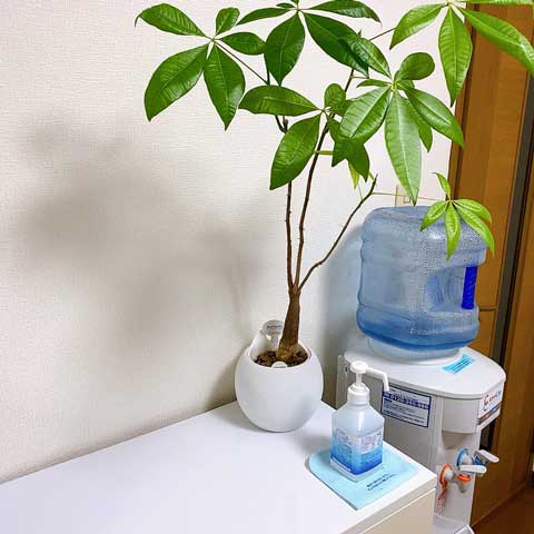 味気ない部屋が・・