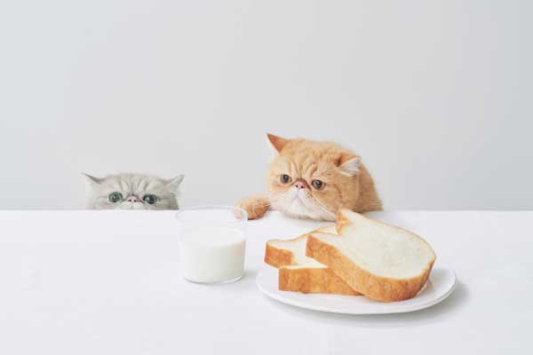 SNSで密かなブーム到来!?ねこねこ食パンの福袋がでますよ～！