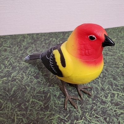 新しい家族に歌がとっても上手なかわいい小鳥はいかがですか Babydot ベイビードット