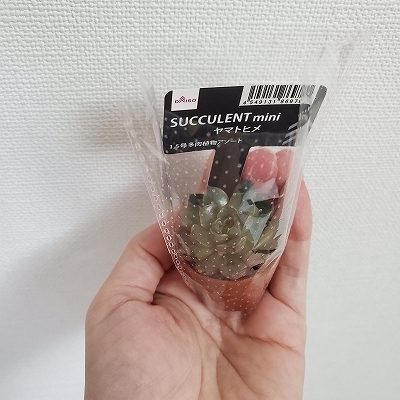 多肉植物