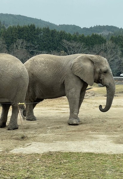 秋吉台自然動物公園 サファリランドに行ってきました🐘🌈