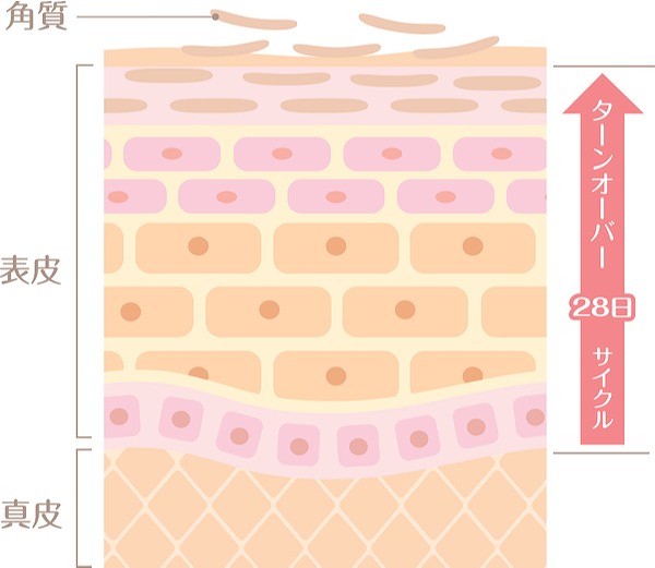 「ターンオーバー」のしくみ