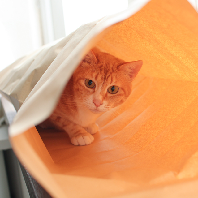 紙製猫トンネル反応