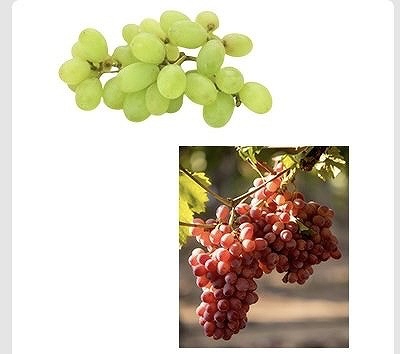 シードレスグレープ　グリーン1.36kg/レッド1.3kg