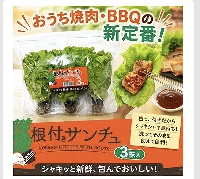 根付きサンチュ　3株セット