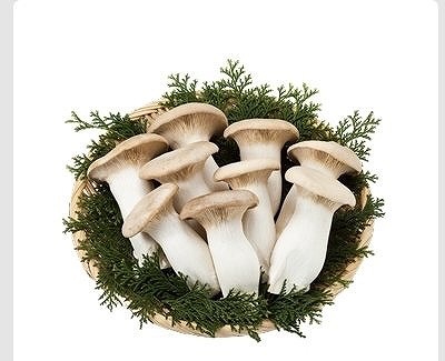 雪国えりんぎ 500g